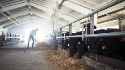 Saudi Arabia lifts Irish beef export restrictions