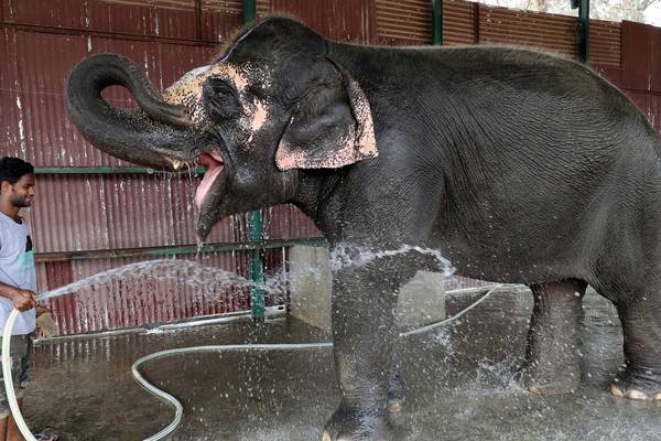 First hospital for elephants opens in India