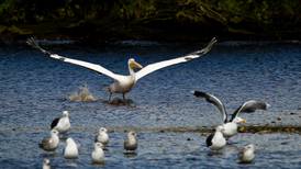 Feathers ruffled as Great White Pelican spotted in Co Wicklow