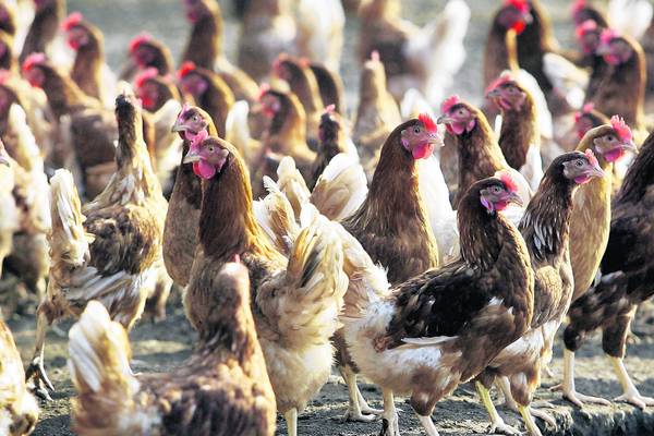 Bird flu warning for poultry farmers after suspected Fermanagh case