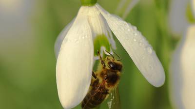 Ireland’s bees face disaster following mild winter