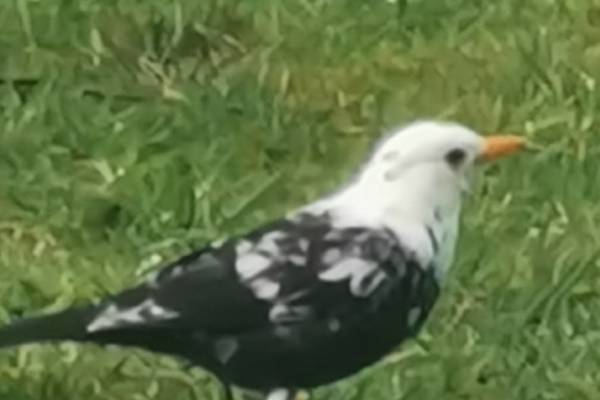 Half-white blackbird ruffles feathers in Donegal