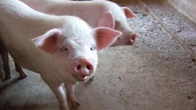 Researchers shot pigs in the head to study blood-spatter patterns
