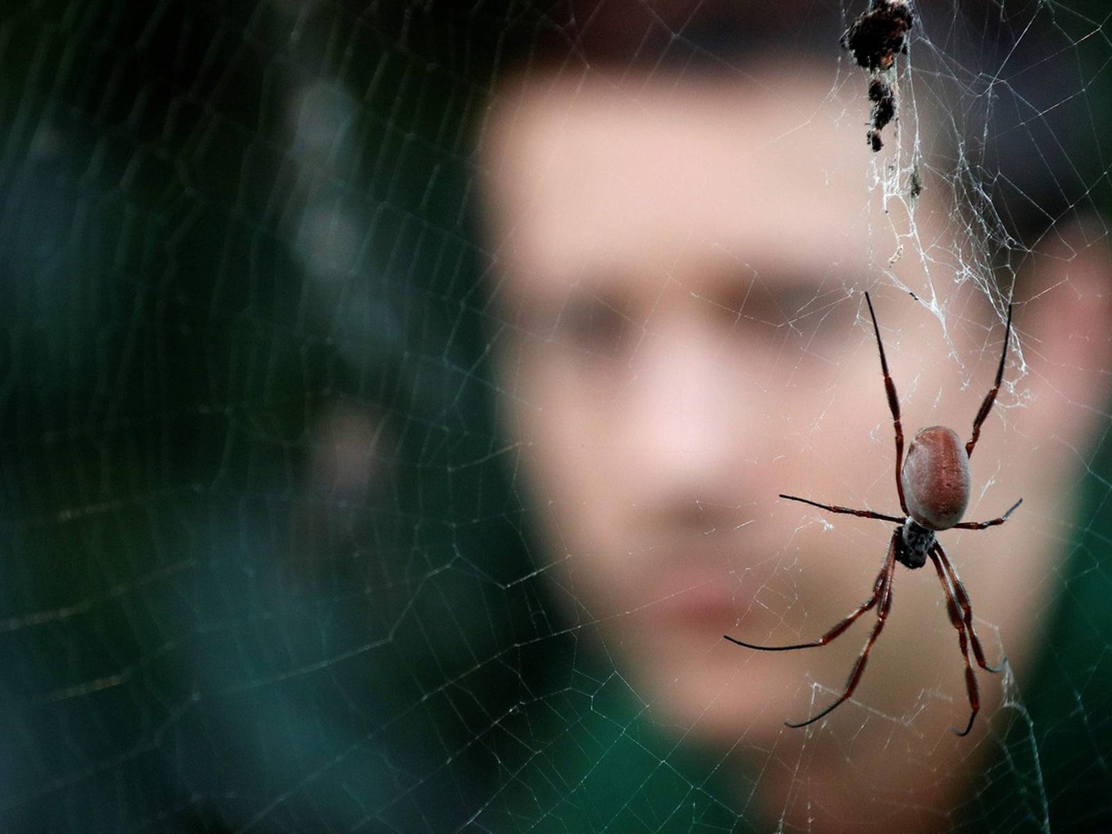 Australian man screaming at spider 'why don't you die?' triggers