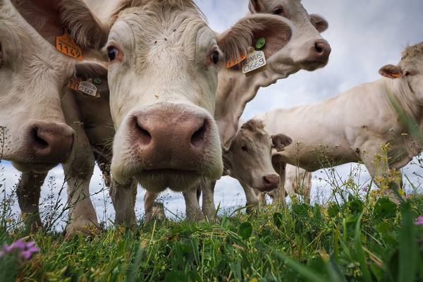 In the news: the unpalatable truth about eating meat