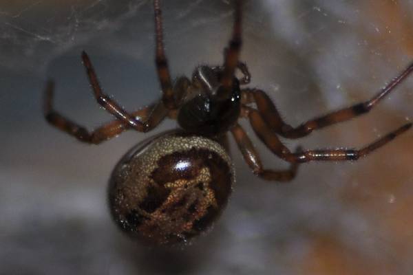 Spread of invasive false widow spider ‘makes bites more likely’