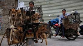 China dog meat festival prompts opposition from celebrities