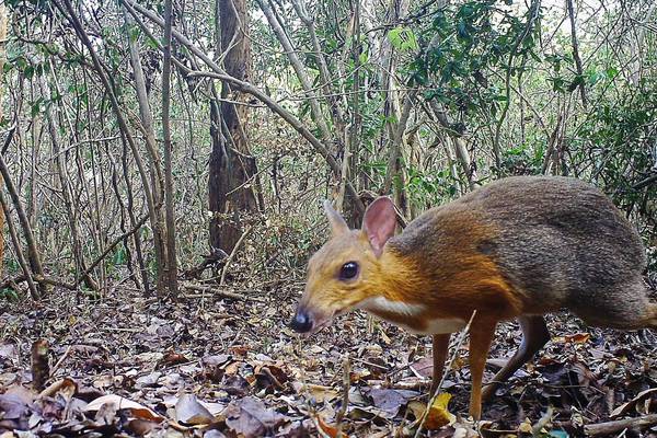 ‘Mouse-deer’ not seen for 30 years caught on camera in Vietnam