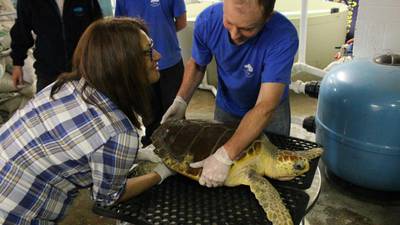 Storm-tossed and seriously injured rare turtle makes remarkable recovery