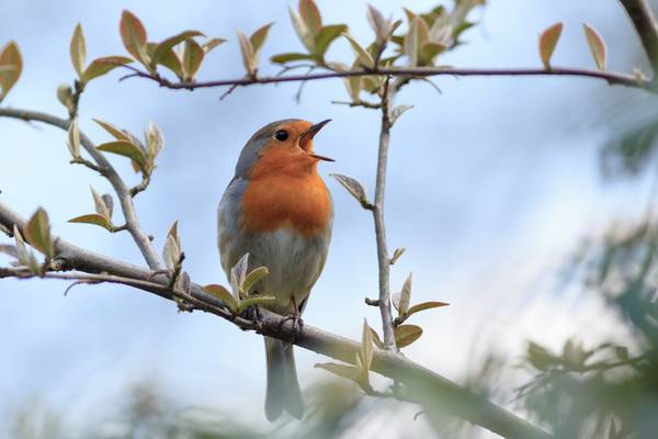Birdsong fills the air at rail stations across the country