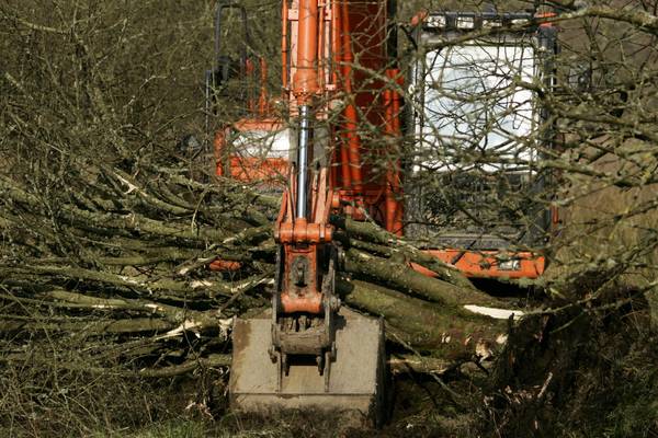 Inquiry into mature-tree felling on Donegal’s Grianán Estate