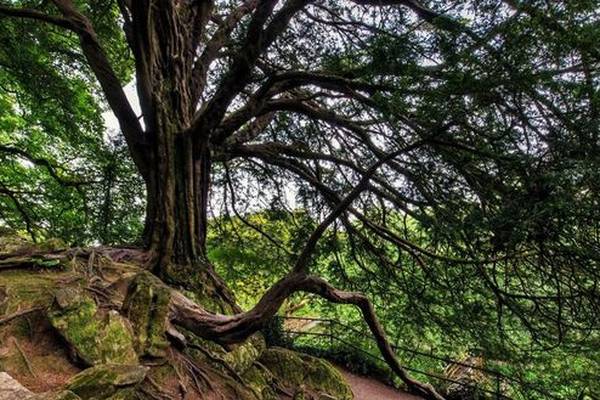 Five trees in running to be deemed Ireland’s best