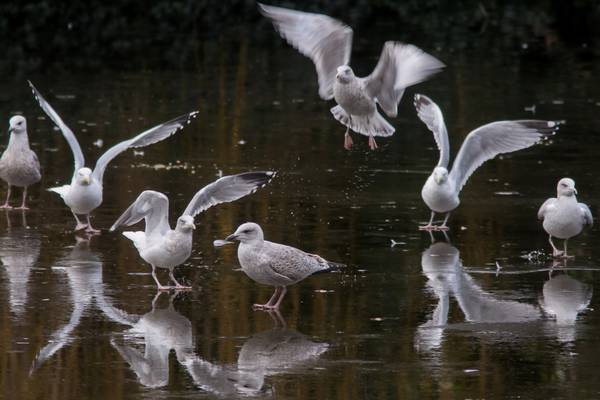 Dozens of dead seagulls seen on Dublin beach as new strain of bird flu virus circulates