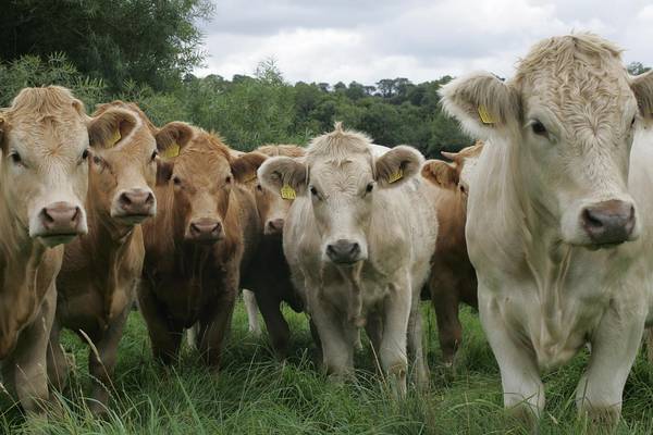 Chinese market set to open for Irish beef exports