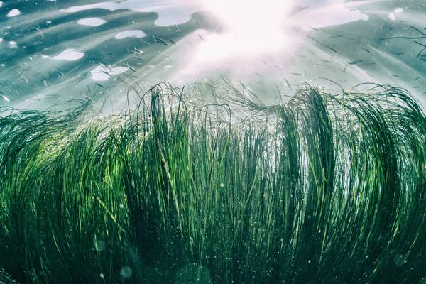 Government must intervene to protect vulnerable seagrass beds, says NGO